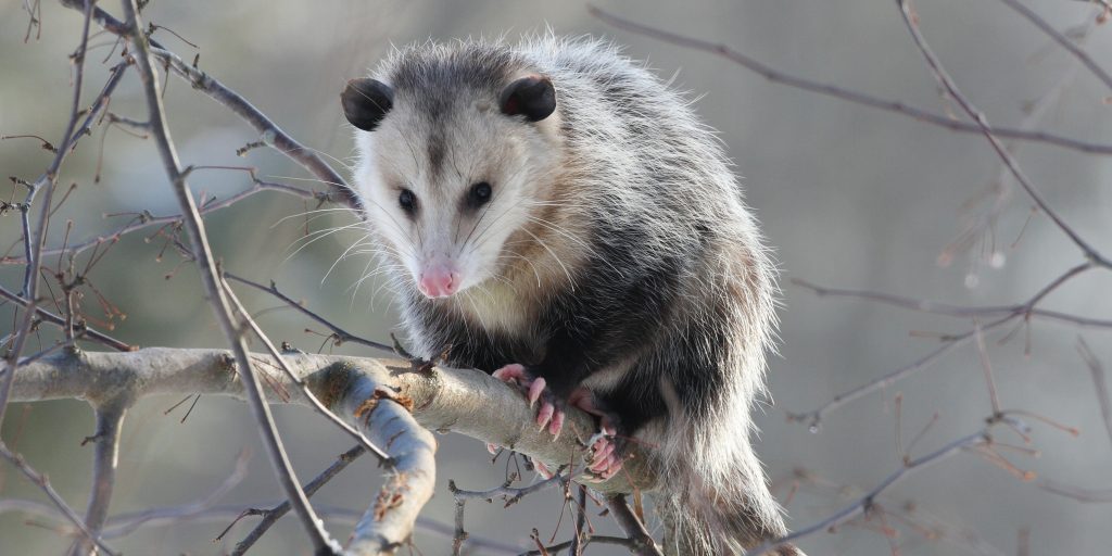 Do Possums Come Out During the Day? Understanding Possum Behavior